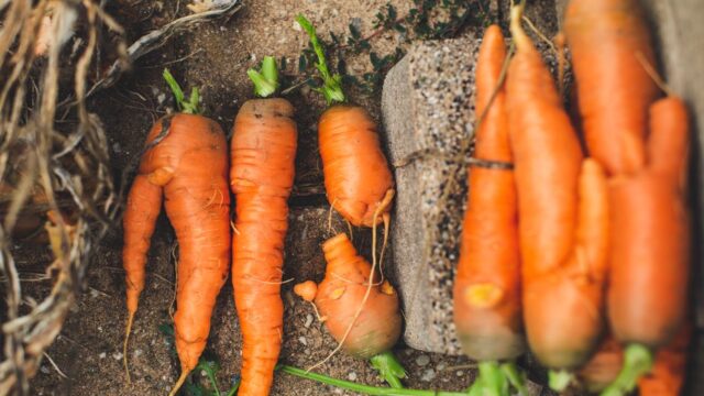 Climate Change — The Sun's New Face on the Farm: Embracing Imperfection in our Produce (featured)