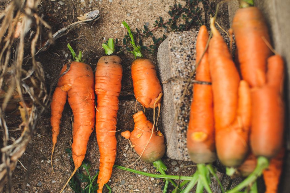 Climate Change — The Sun's New Face on the Farm: Embracing Imperfection in our Produce (featured)