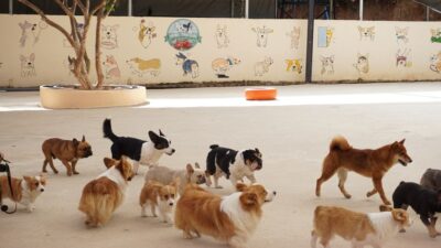 pet parenting — The Commercialization of Pet Parenting: A Deeper Look (featured)