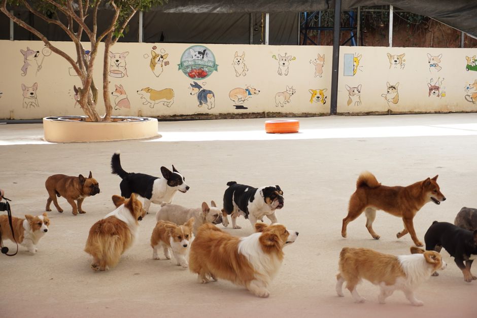 pet parenting — The Commercialization of Pet Parenting: A Deeper Look (featured)