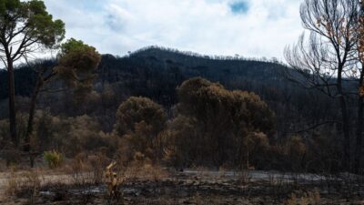 Croatia wildfires leadership — Croatia's Wildfires Expose the Flaws of Official Silence (featured)