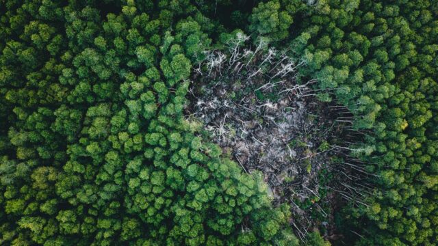 Climate change — Forest dieback warning echoes from an ancient past. (featured)