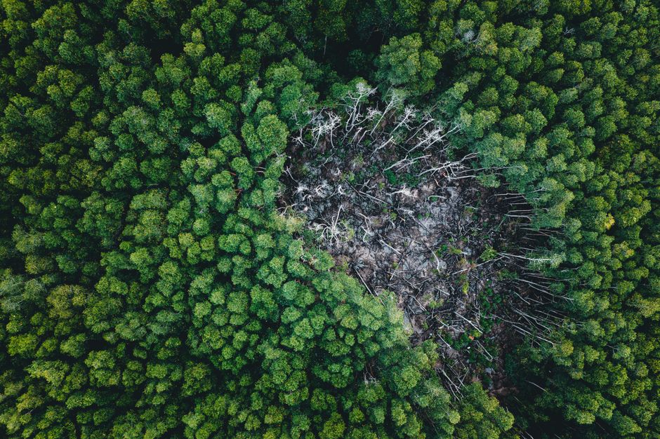 Climate change — Forest dieback warning echoes from an ancient past. (featured)