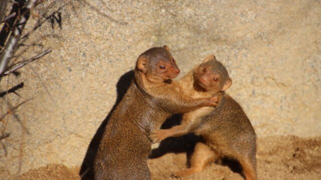 In — Japan's Mongoose War: A Pyrrhic Victory Over Human Hubris? (featured)