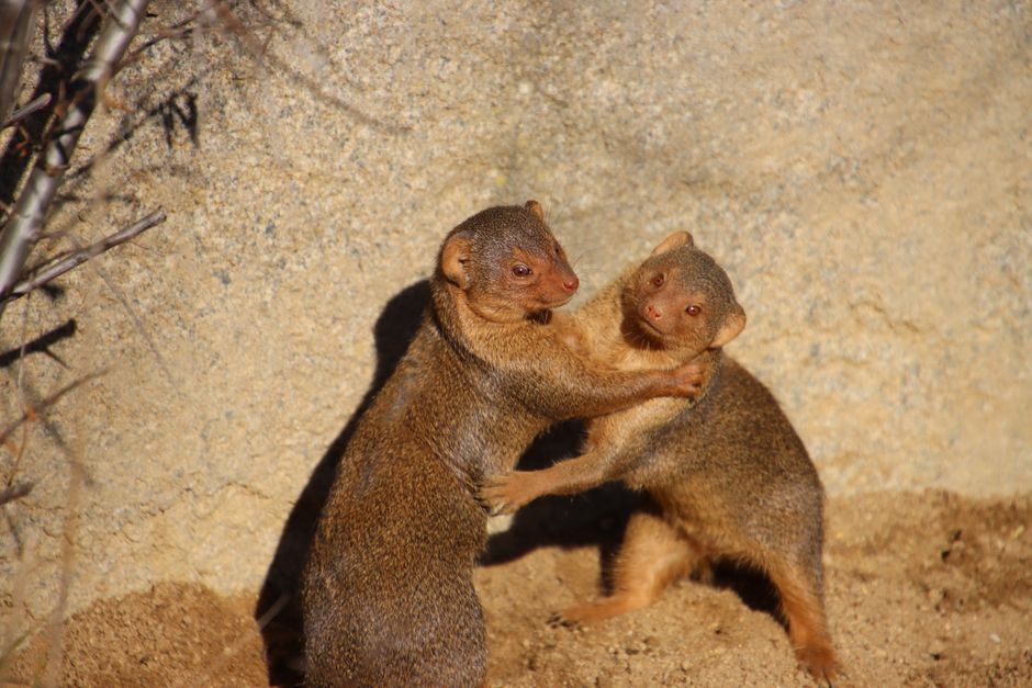In — Japan's Mongoose War: A Pyrrhic Victory Over Human Hubris? (featured)