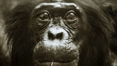 In — Our Ethical Blind Spot: Ape Memory vs. Human Empathy (featured)