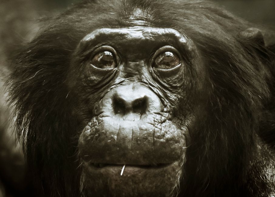 In — Our Ethical Blind Spot: Ape Memory vs. Human Empathy (featured)