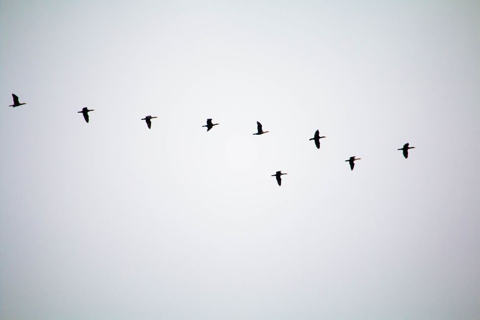 Everyone — Farley's Farrer Flexibility: One Nation's Migration Paradox (featured)