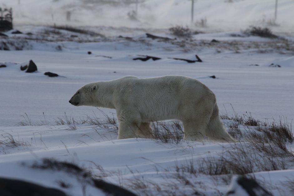 Churchill River — Churchill River Deal: Is NL Hydro's CEO Exorcising Ghosts or Just Rep (featured)