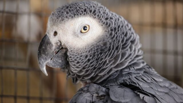 South African — Wildlife Crime: Smuggling Parrot Eggs Signals Deeper Global Threat (featured)