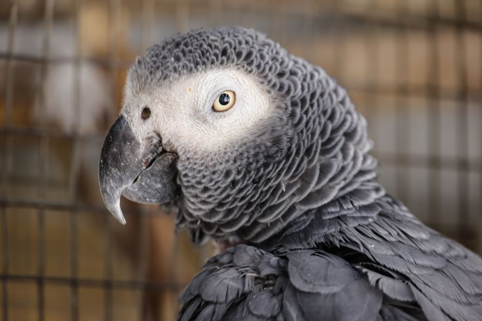 South African — Wildlife Crime: Smuggling Parrot Eggs Signals Deeper Global Threat (featured)
