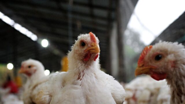 H5N1 — Australia's Last H5N1 Barrier Falls as Deadly Bird Flu Spreads (featured)