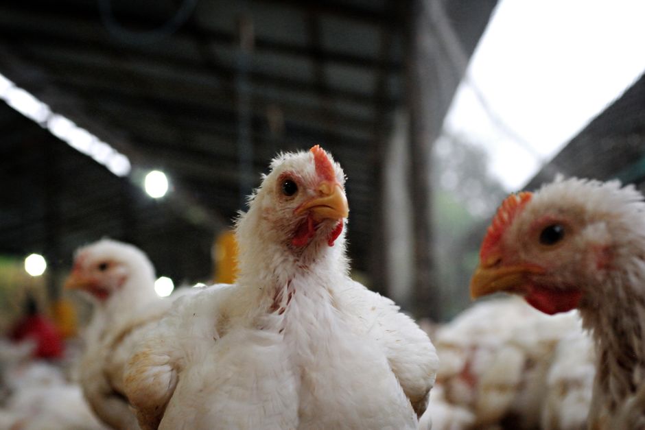 H5N1 — Australia's Last H5N1 Barrier Falls as Deadly Bird Flu Spreads (featured)