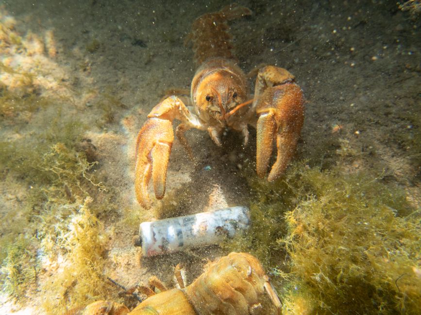 invasive species — Spanish River's Uninvited Guest Spawns Industry (photo)
