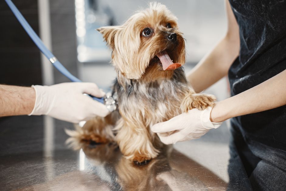 The Farmer's Dog — The Farmer's Dog: A Holistic Hype or Genuine Evolution? (photo)