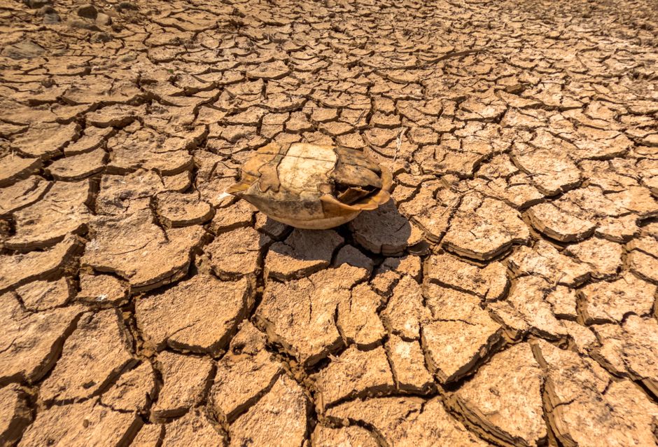 Climate change — South Korea's Heatwave: A Scorching Preview of Our Collective Future (photo)