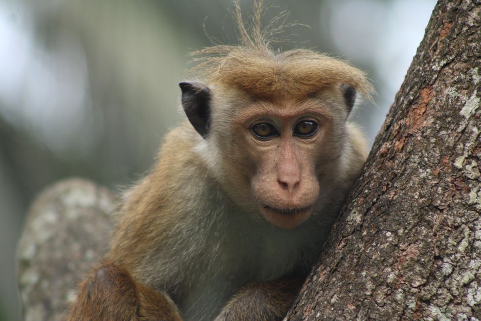 Conservation — Conservation's False Comfort (inline 1)