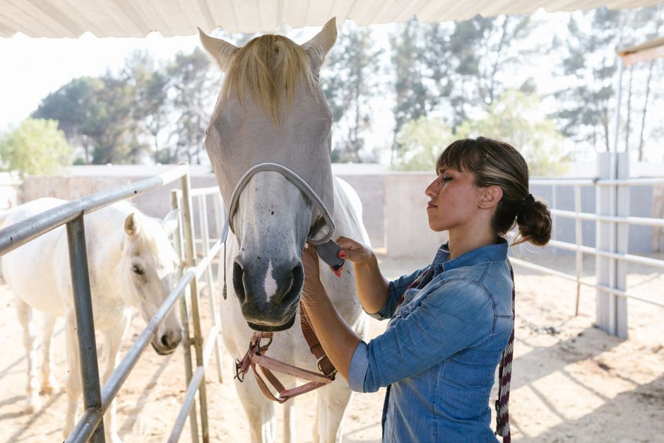 horse training — Monty Roberts: The Horse Whisperer Who Rewrote the Rules (photo)