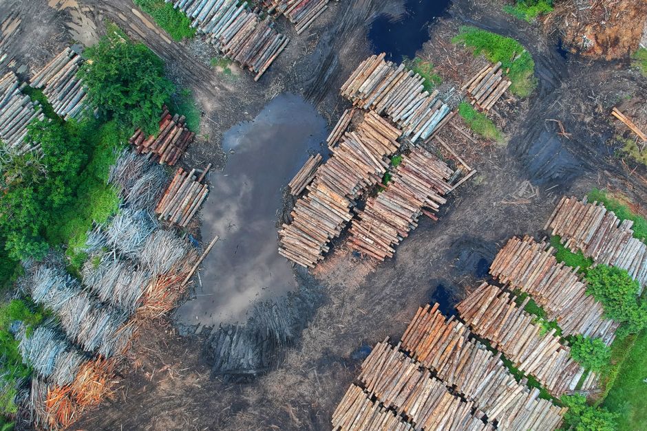 Climate change — Forest dieback warning echoes from an ancient past. (photo)