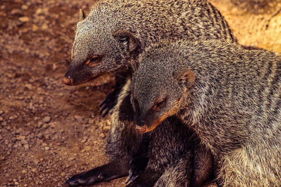 In — Japan's Mongoose War: A Pyrrhic Victory Over Human Hubris? (inline 1)