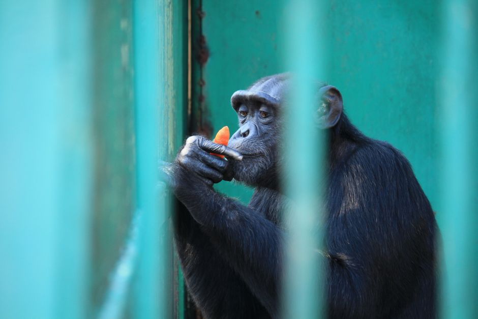 In — Our Ethical Blind Spot: Ape Memory vs. Human Empathy (inline 1)