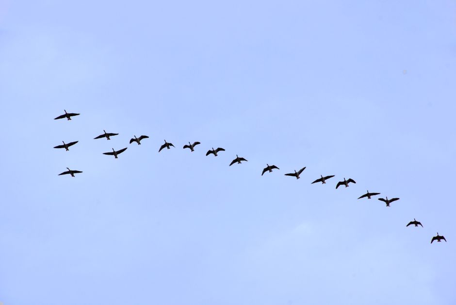 Everyone — Farley's Farrer Flexibility: One Nation's Migration Paradox (inline 1)