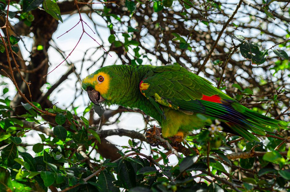 South African — Wildlife Crime: Smuggling Parrot Eggs Signals Deeper Global Threat (photo)