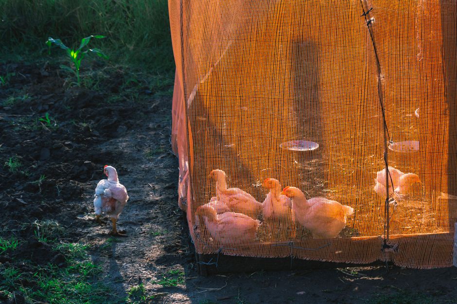 H5N1 — Australia's Last H5N1 Barrier Falls as Deadly Bird Flu Spreads (inline 1)