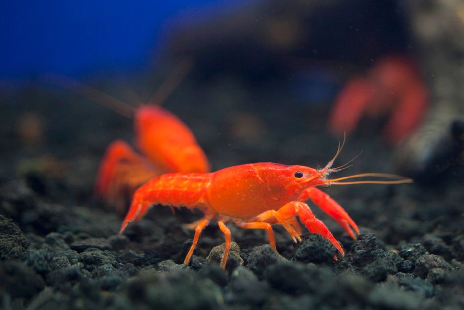 invasive species — Spanish River's Uninvited Guest Spawns Industry (photo)