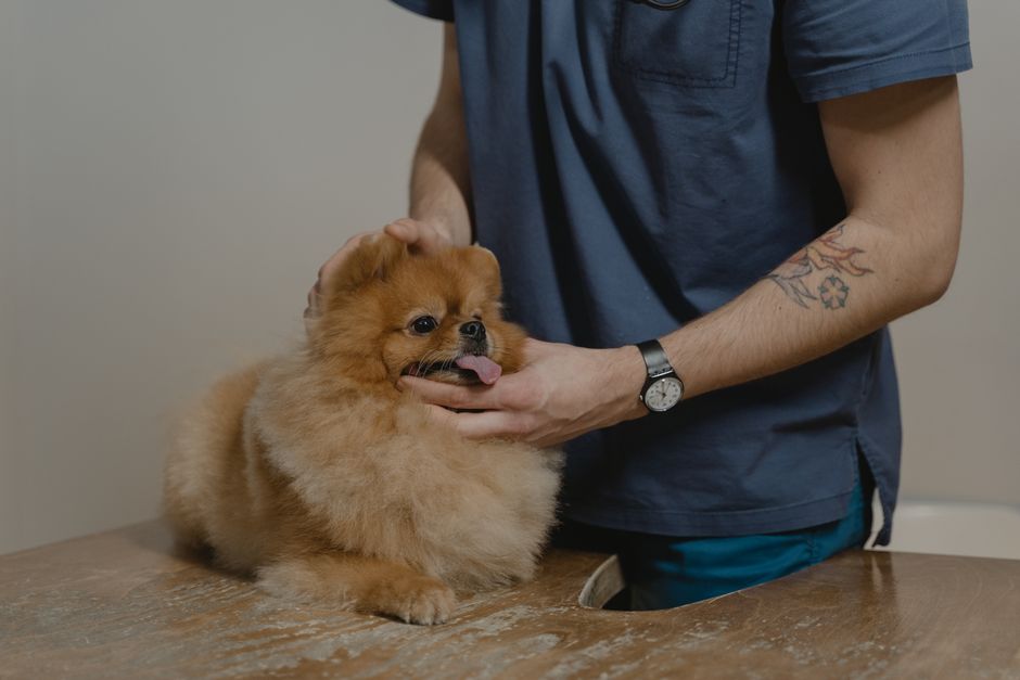 The Farmer's Dog — The Farmer's Dog: A Holistic Hype or Genuine Evolution? (photo)