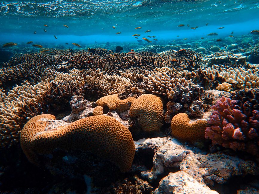 Scientists — Scientists discovered how the Moken sea nomads developed an extraordin (inline 2)