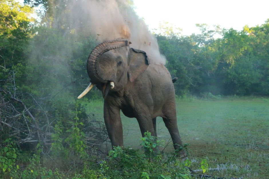 Conservation — Conservation's False Comfort (inline 2)
