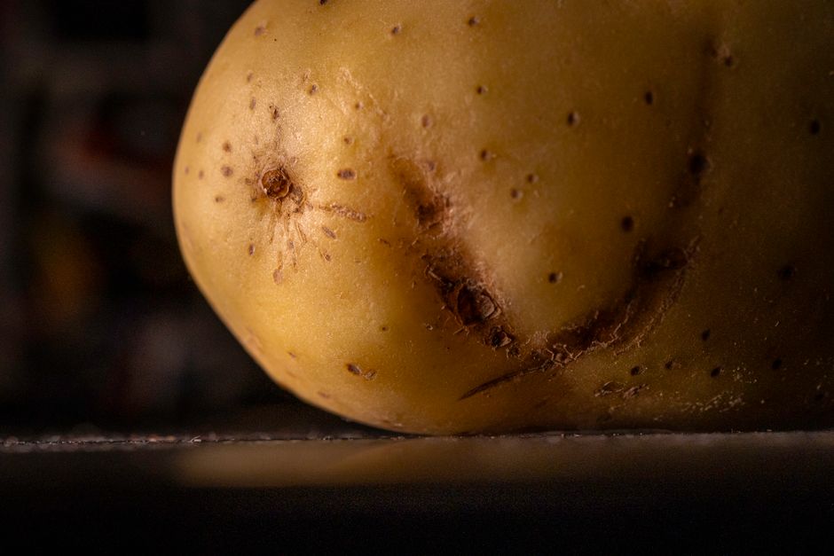Climate Change — The Sun's New Face on the Farm: Embracing Imperfection in our Produce (photo)