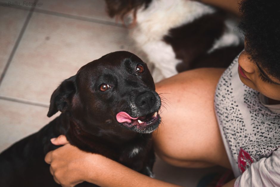 pet parenting — The Commercialization of Pet Parenting: A Deeper Look (photo)