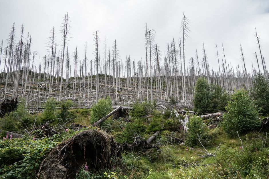 Climate change — Forest dieback warning echoes from an ancient past. (photo)
