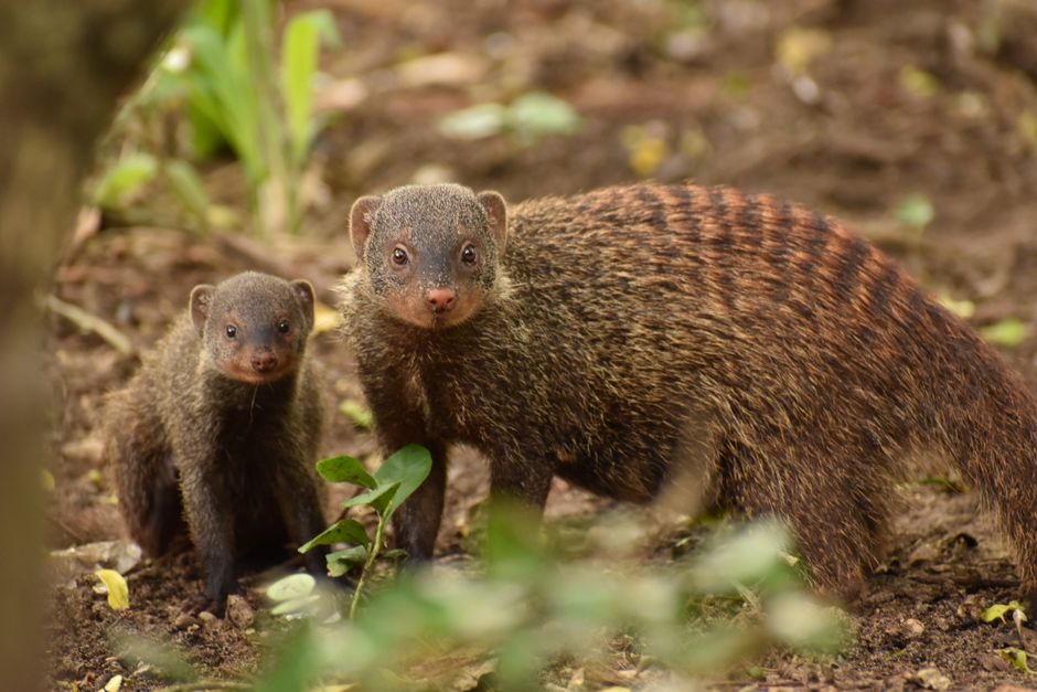 In — Japan's Mongoose War: A Pyrrhic Victory Over Human Hubris? (inline 2)