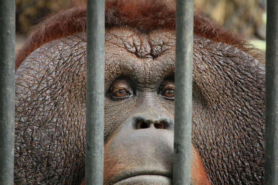 In — Our Ethical Blind Spot: Ape Memory vs. Human Empathy (inline 2)