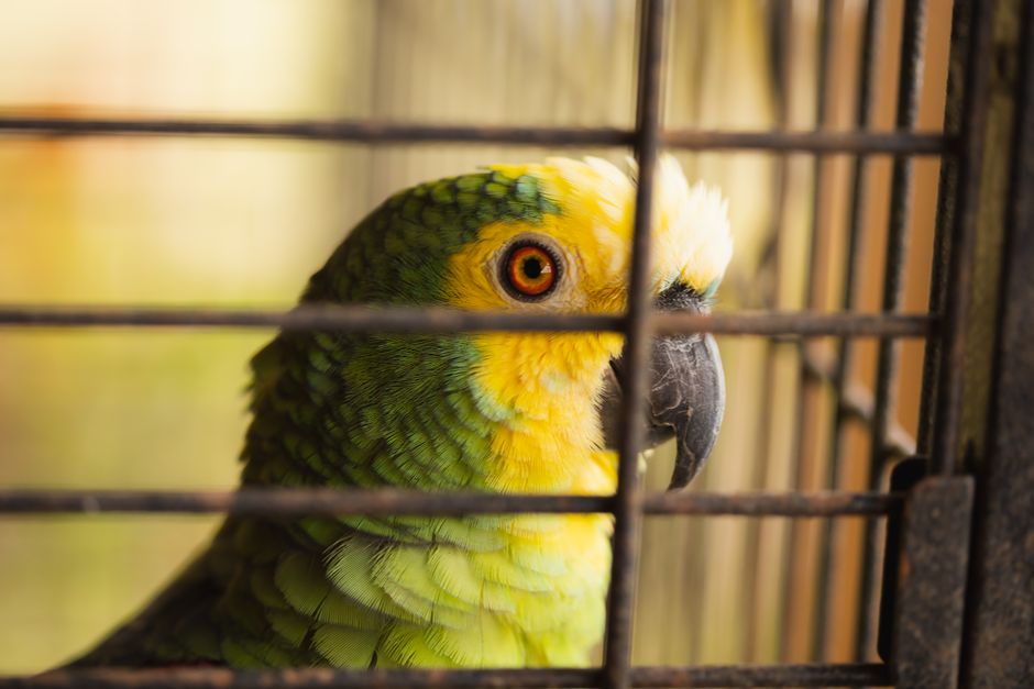 South African — Wildlife Crime: Smuggling Parrot Eggs Signals Deeper Global Threat (photo)