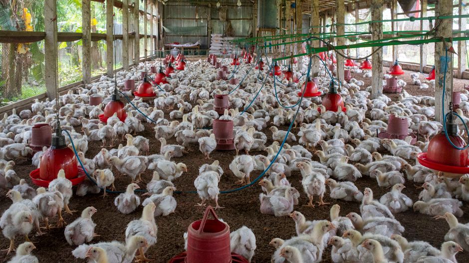 H5N1 — Australia's Last H5N1 Barrier Falls as Deadly Bird Flu Spreads (inline 2)
