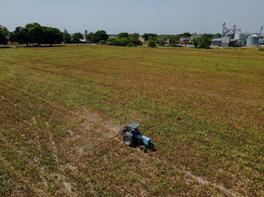 gene editing — Gene editing: India's precarious agricultural leap. (photo)