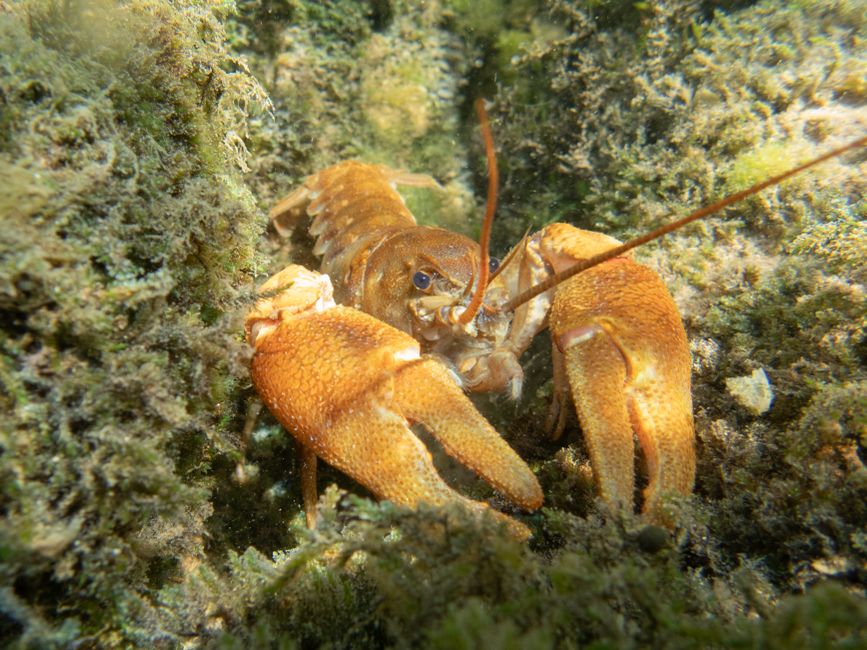 invasive species — Spanish River's Uninvited Guest Spawns Industry (photo)