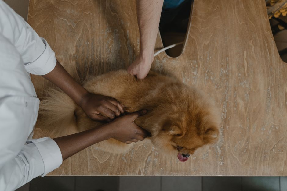 The Farmer's Dog — The Farmer's Dog: A Holistic Hype or Genuine Evolution? (photo)
