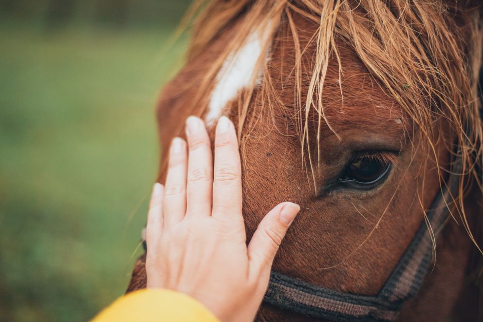 horse training — Monty Roberts: The Horse Whisperer Who Rewrote the Rules (photo)