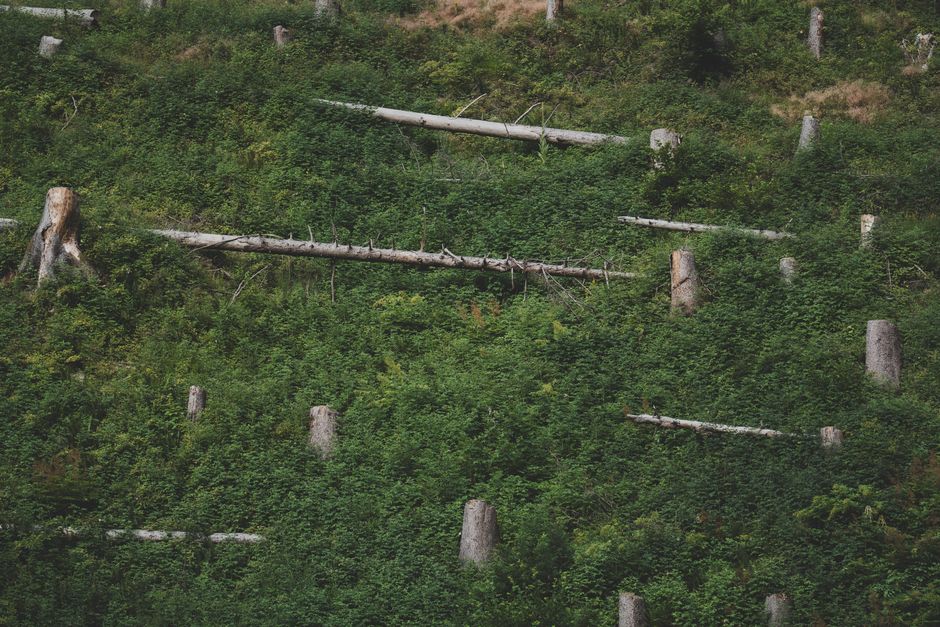 Climate change — Forest dieback warning echoes from an ancient past. (photo)