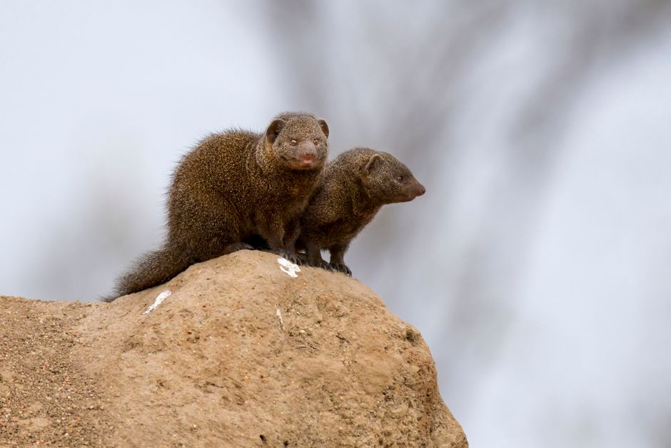 In — Japan's Mongoose War: A Pyrrhic Victory Over Human Hubris? (inline 3)