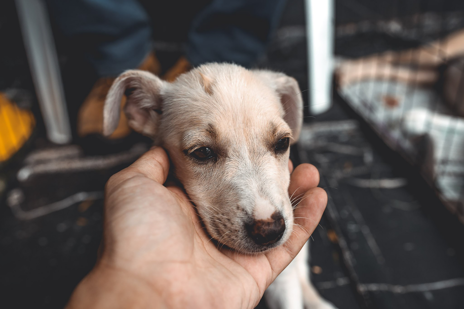 pet parenting — The Commercialization of Pet Parenting: A Deeper Look (photo)
