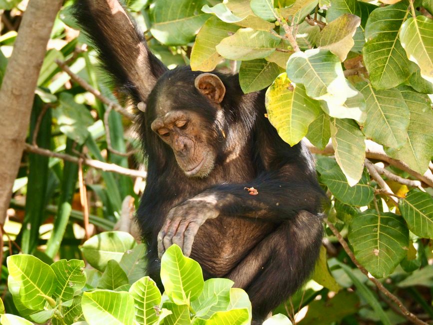 In — Our Ethical Blind Spot: Ape Memory vs. Human Empathy (inline 3)