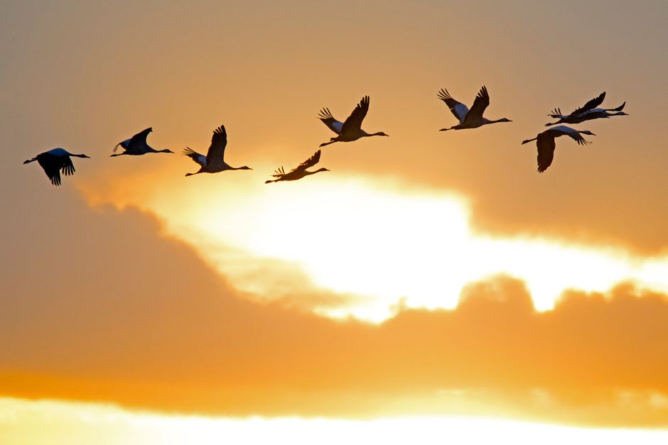 Everyone — Farley's Farrer Flexibility: One Nation's Migration Paradox (inline 3)