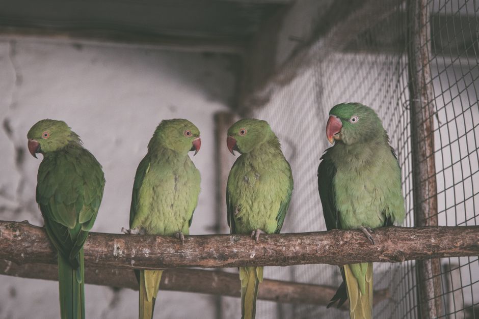 South African — Wildlife Crime: Smuggling Parrot Eggs Signals Deeper Global Threat (photo)