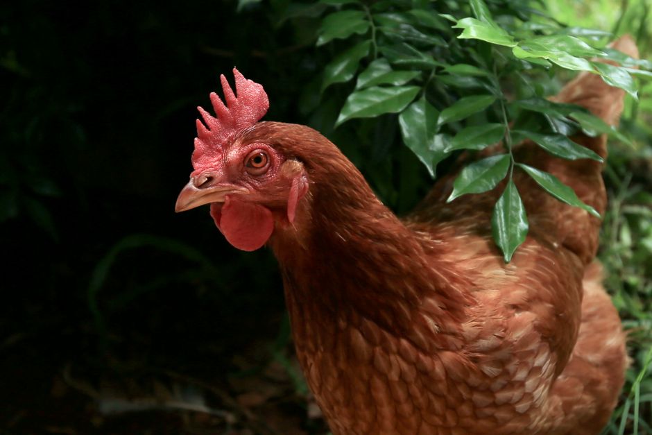 H5N1 — Australia's Last H5N1 Barrier Falls as Deadly Bird Flu Spreads (inline 3)